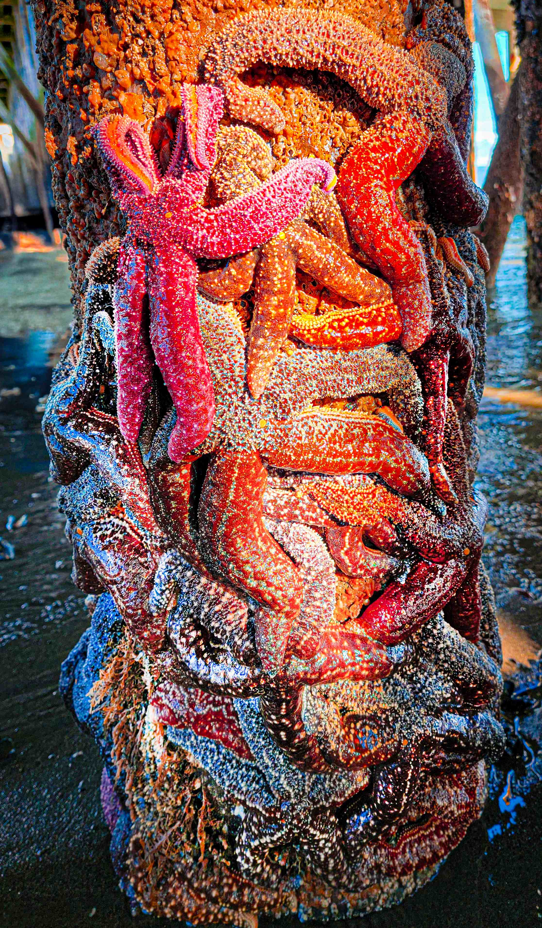 Starfish On Post Edited2